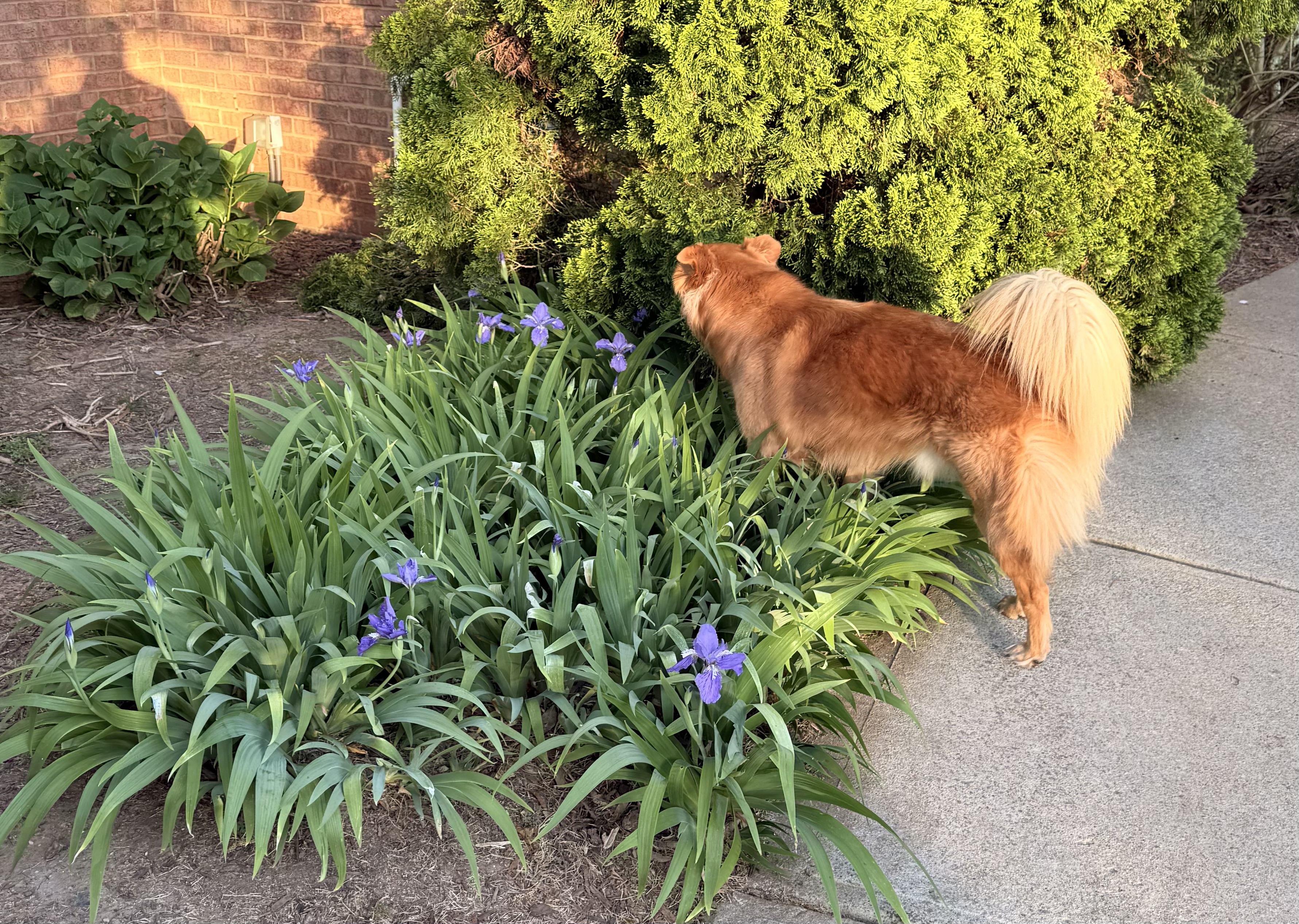 dog in a clump of purple irises