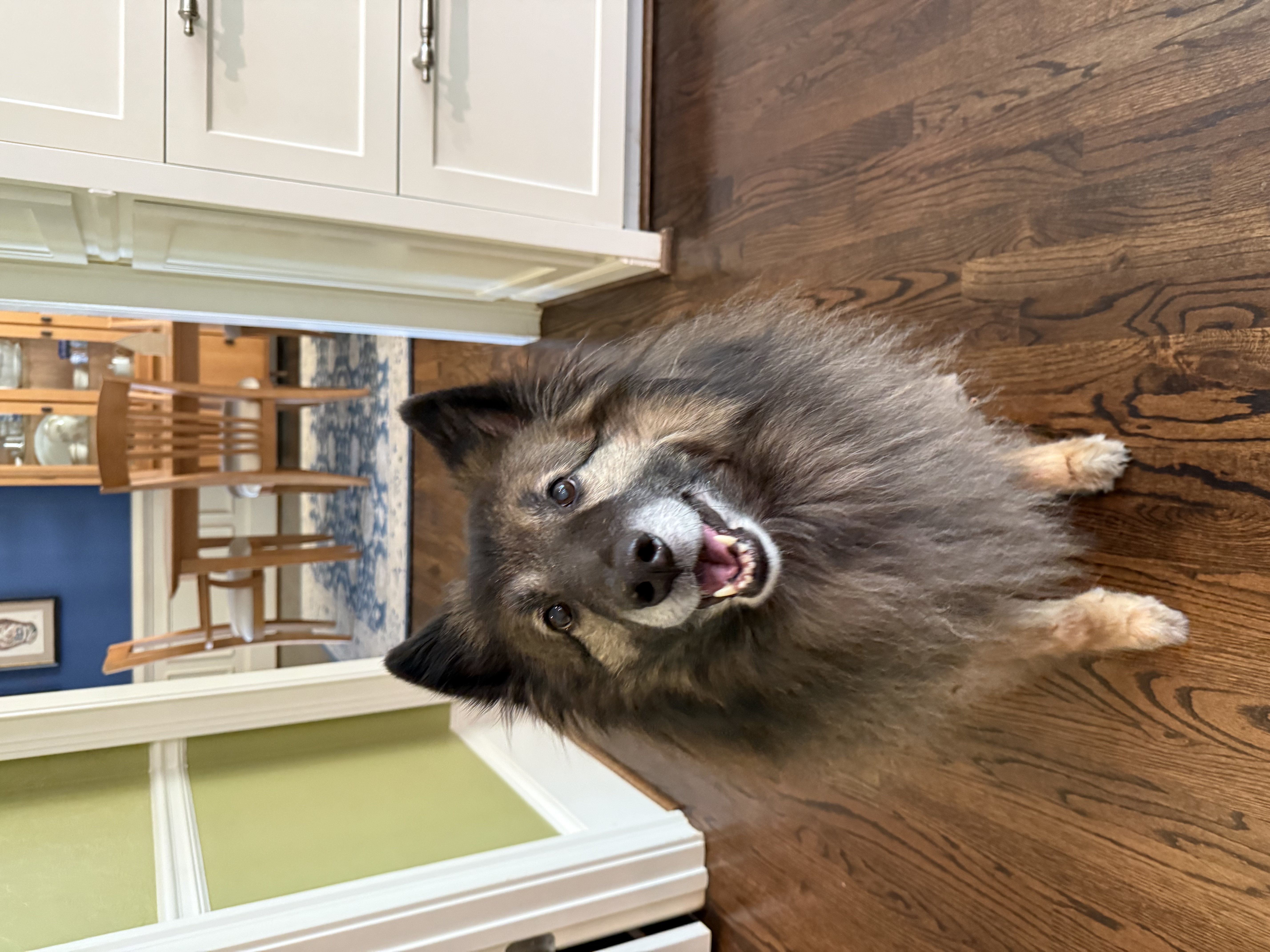 Smiling dog standing in a kitchen