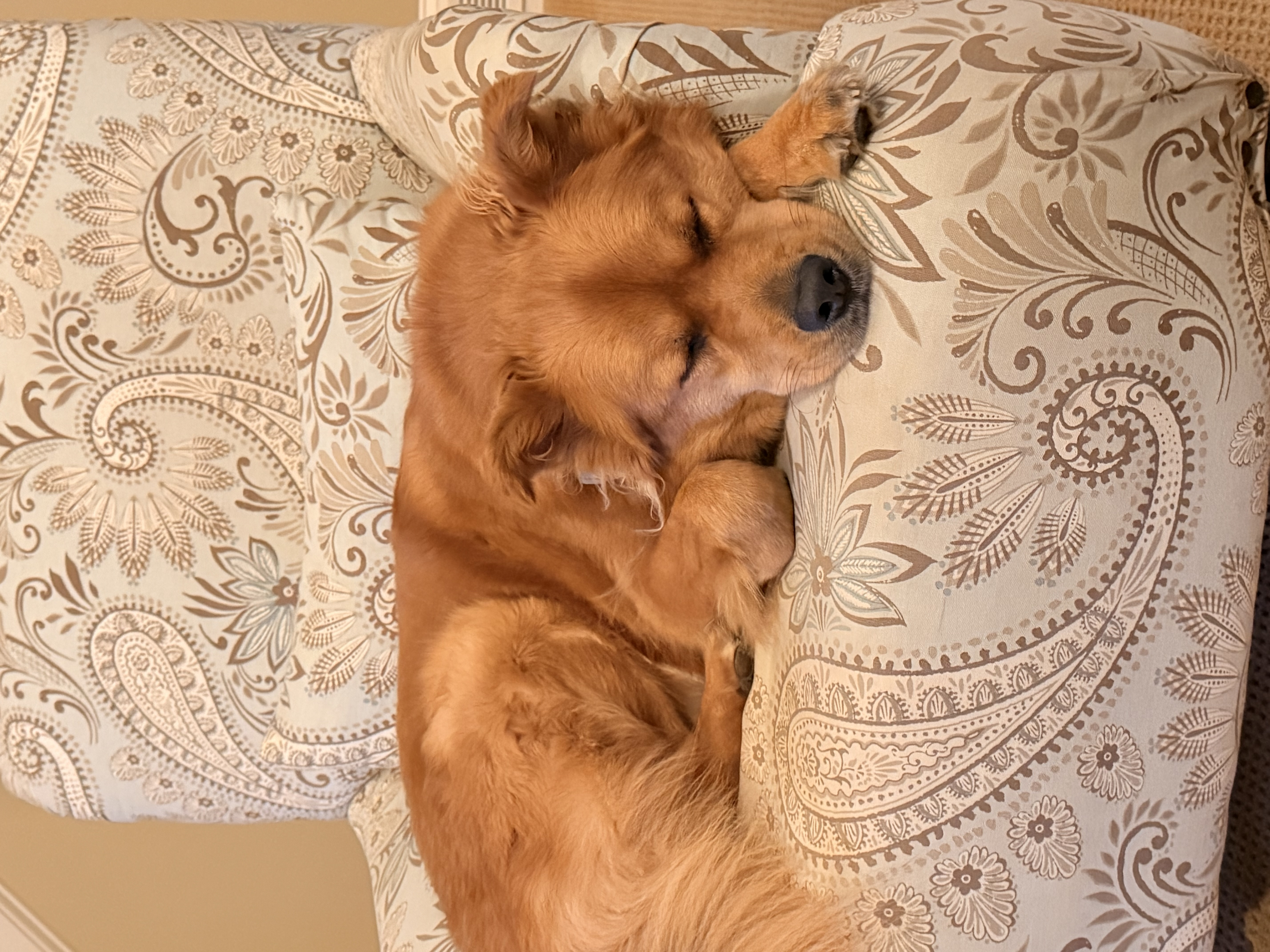 Dog sleeping in a chair