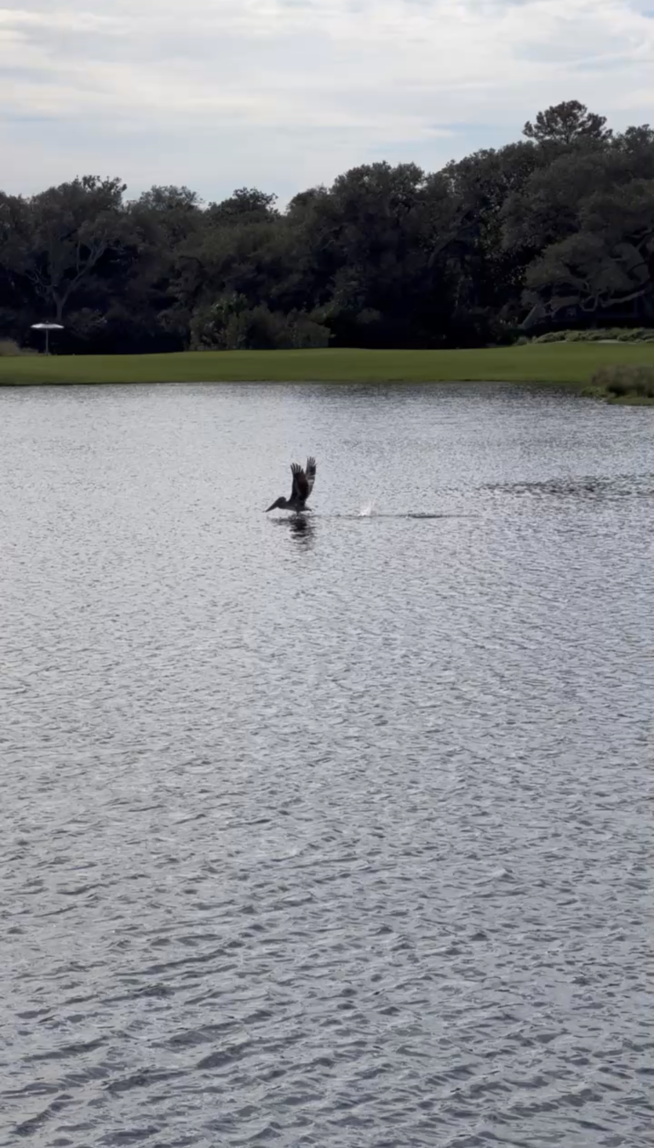 Morning scene — cool bird