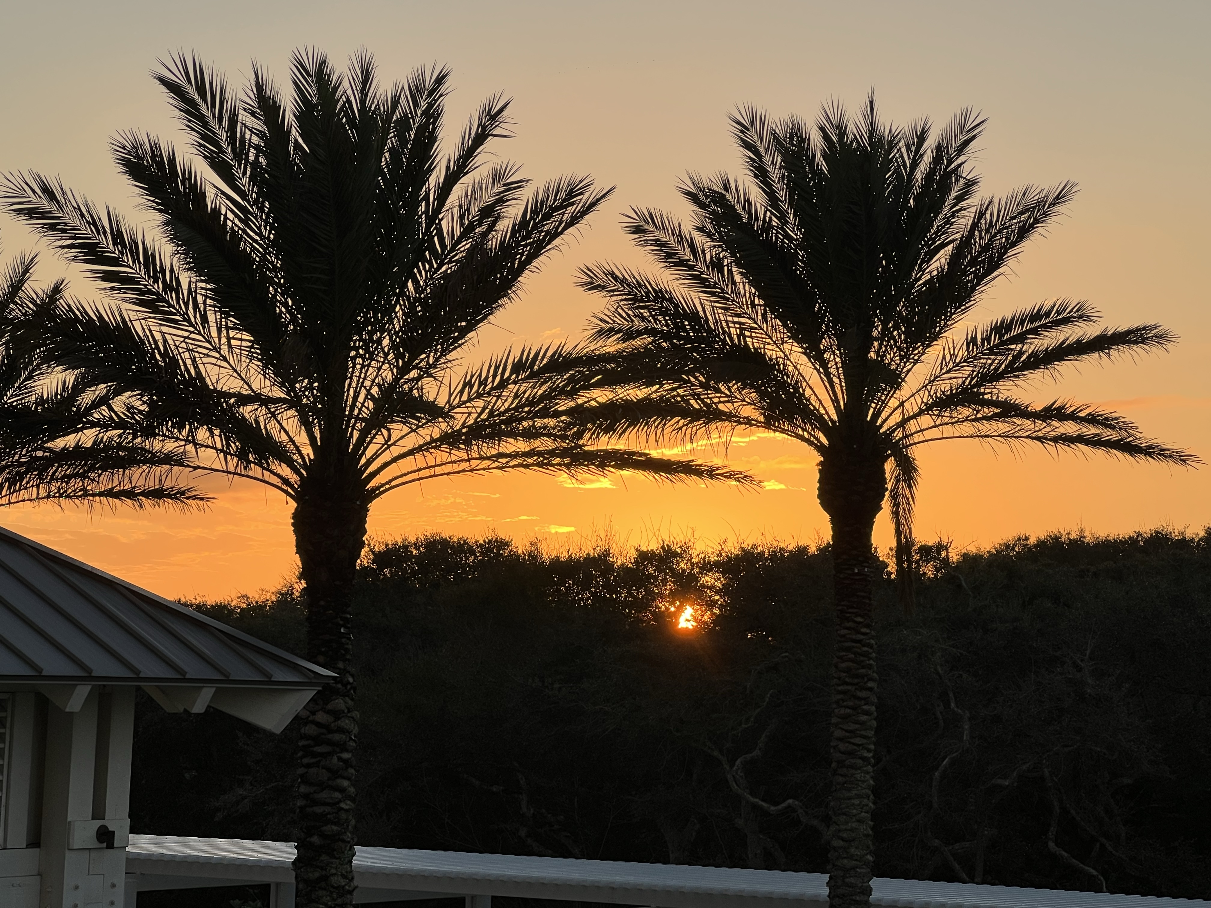 Palm trees at sunset, Amelia Island