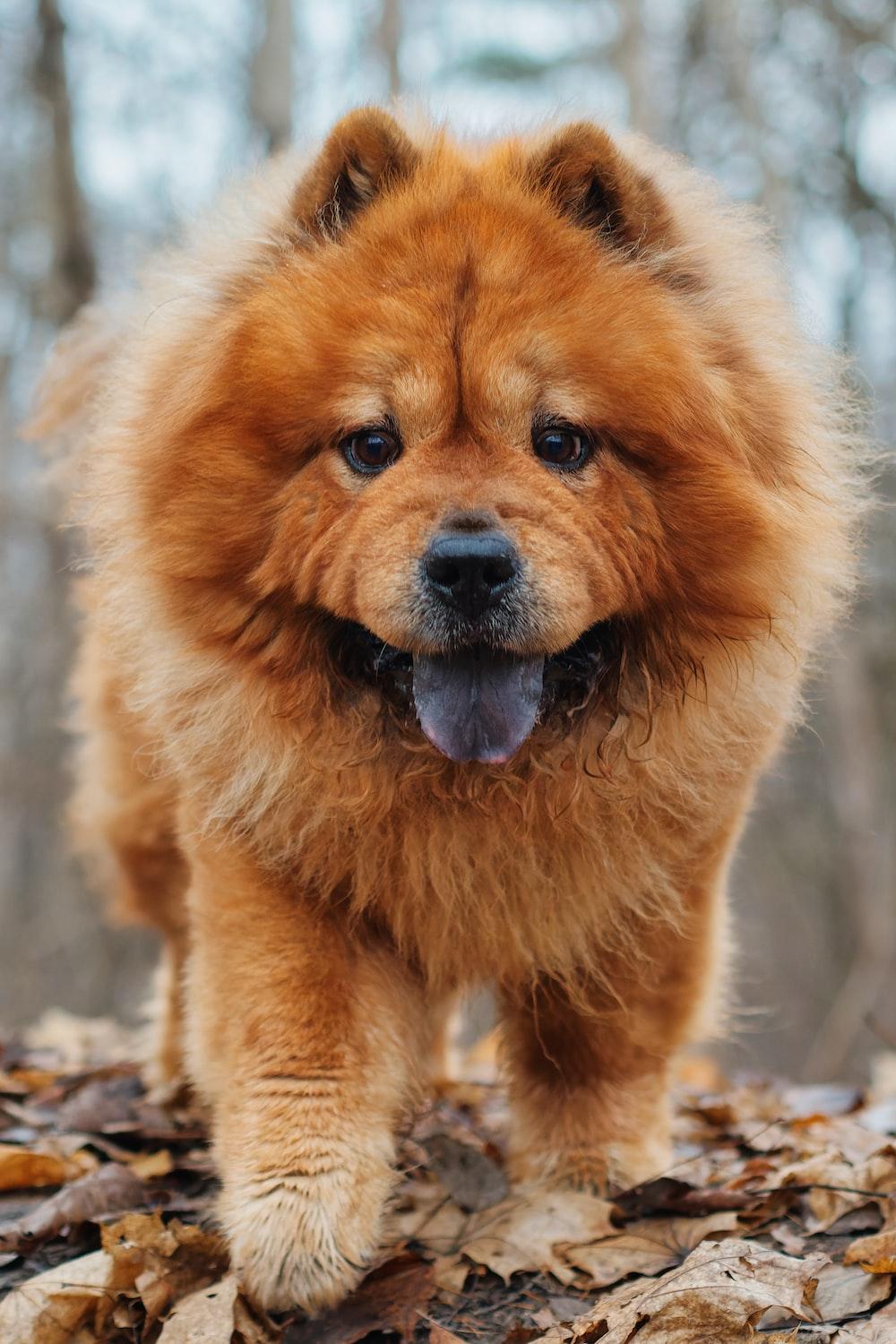 Chow Chow